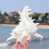 5.5‘’ to 6.3‘’ Large Natural Conch Shell Fish Tank Hideout, Natural Sea Shells