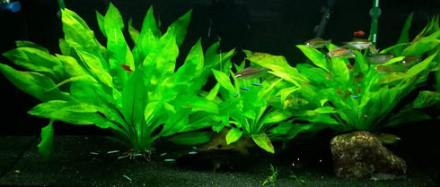 3X Marcus Fish Tanks - Amazon Sword Echinodorus Bleheri Easy Live Aquarium Plants for Aquatic Freshwater Fish Tank