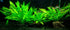 3X Marcus Fish Tanks - Amazon Sword Echinodorus Bleheri Easy Live Aquarium Plants for Aquatic Freshwater Fish Tank