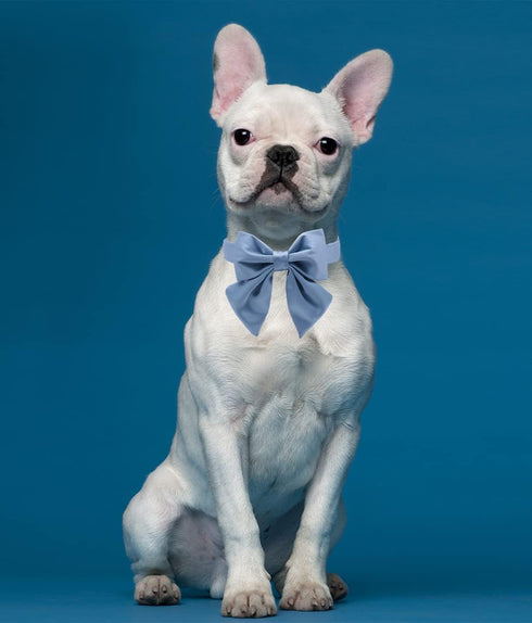 Lionet Paws Bowtie Dog Collar, Comfortable Silk Collar with Detachable Bow Tie for Medium Dogs, Neck 13.5-22 Inches