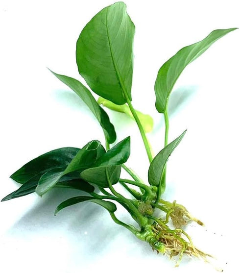 Java Fern and Anubias Aquarium Plant Bundle - Live Freshwater Plants for Aquascaping, Low Maintenance, Easy Beginner