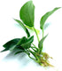 Java Fern and Anubias Aquarium Plant Bundle - Live Freshwater Plants for Aquascaping, Low Maintenance, Easy Beginner