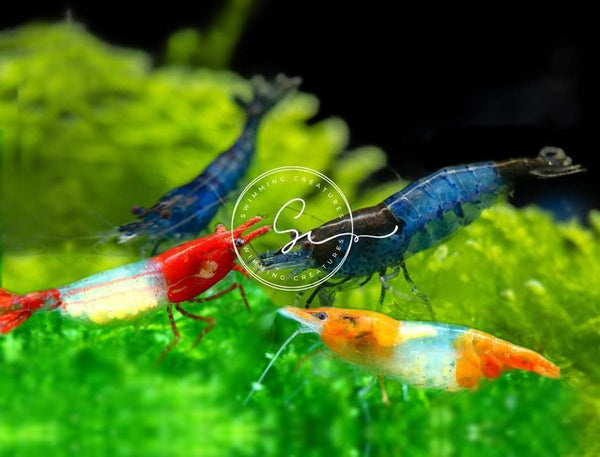 Swimming Creatures Premium Neocaridina Shrimp Freshwater Aquarium Shrimp (10, Rili Mix)