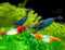 Swimming Creatures Premium Neocaridina Shrimp Freshwater Aquarium Shrimp (10, Rili Mix)