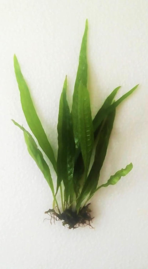 3X Marcus Fish Tanks - Java Fern Microsorum Pteropus Easy Live Aquarium Plants Aquatic Fish Tank Plants