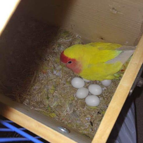 WOLEDOE 8Pcs Solid Plastic Parrot Fake Eggs, Keeping Them from Laying Anymore Eggs, Suit for Medium and Large Parrots