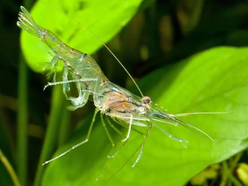 Generic Live Freshwater Ghost Shrimp & Small Crayfish Combo Feeder Shrimp, Live Crawfish, Aquarium Algae Cleaners