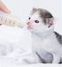 DoubleWood Pet Nursing Bottle Kits with Replacement Nipple for Newborn Kittens, Puppies, Rabbits