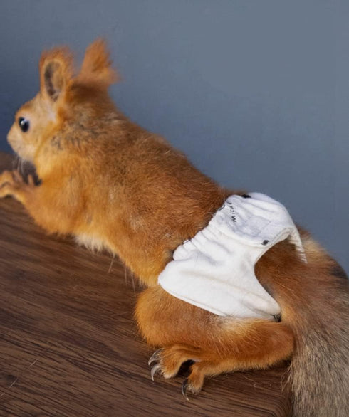 WCDJOMOP (3.9" 6.3"), 3 Reusable Washable Squirrel Diapers, Highly Absorbent with Strong & Flexible Pants No Leak