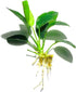 Java Fern and Anubias Aquarium Plant Bundle - Live Freshwater Plants for Aquascaping, Low Maintenance, Easy Beginner