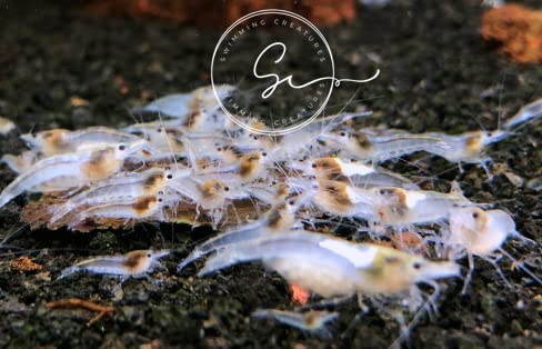 Swimming 10 3 100% Creatures Snowball Neocaridina Shrimps with Assorted Mystery Snails, Freshwater Aquarium, Live
