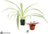 18x18x18 (20 Josh's Frogs Gallon) Hermit Crab Vivarium Bioactive Plant Kit