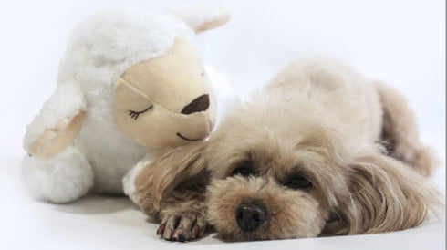 Dog Heartbeat Toy for Anxiety Relief - Soft Plush Calming Toy for Puppy Behavioral Training - Sheep Companion Pillow
