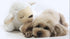 Dog Heartbeat Toy for Anxiety Relief - Soft Plush Calming Toy for Puppy Behavioral Training - Sheep Companion Pillow