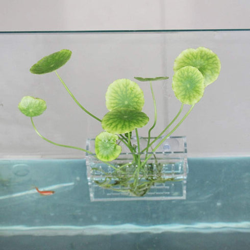 Acrylic Plant Cup - Aquatic Grass Holder for Aquarium Fish Tank Plants Pot