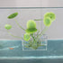 Acrylic Plant Cup - Aquatic Grass Holder for Aquarium Fish Tank Plants Pot