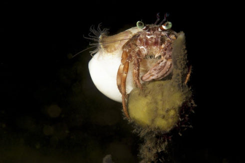Posterazzi hermit crab perched on coral outcrop Komodo National Park Indonesia. Very small