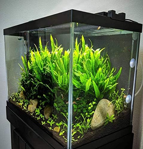 20+ Live Java Fern Plant - Leaves for Aquatic Decor