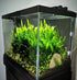 20+ Live Java Fern Plant - Leaves for Aquatic Decor