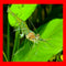 Generic 50 Live Ghost Shrimp Only Seller on Amazon Bulk Freshwater Aquarium Cleaners