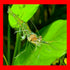 Generic 50 Live Ghost Shrimp Only Seller on Amazon Bulk Freshwater Aquarium Cleaners