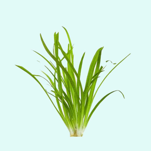 3-5 Assorted Mixed Live Aquarium Plants Bundle Easy-Care Stem Plants Ideal for Freshwater Tanks, Natural Aquascaping