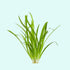 3-5 Assorted Mixed Live Aquarium Plants Bundle Easy-Care Stem Plants Ideal for Freshwater Tanks, Natural Aquascaping