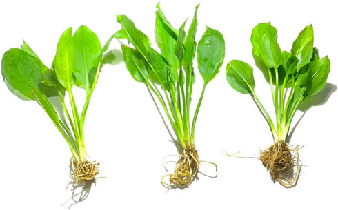 3X Marcus Fish Tanks - Amazon Sword Echinodorus Bleheri Easy Live Aquarium Plants for Aquatic Freshwater Fish Tank