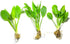 3X Marcus Fish Tanks - Amazon Sword Echinodorus Bleheri Easy Live Aquarium Plants for Aquatic Freshwater Fish Tank