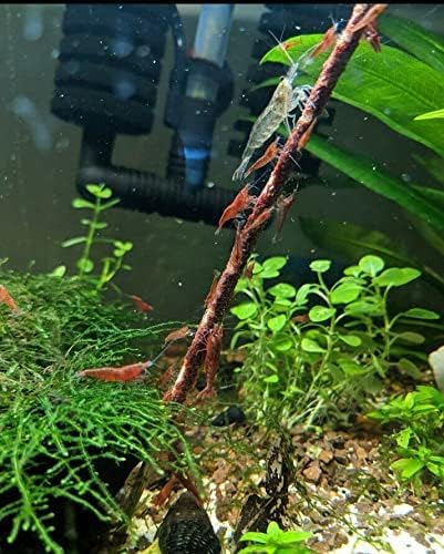 Generic Pack 10 Pack 8 Inch Shrimptastic Aquatics Shrimp Lolly Combo Cherry Shrimp Neocaridinia Food, - Skewer