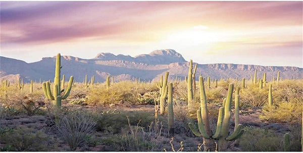 AWERT Reptile Habitat Background - Blue Sky Oasis Mountain Cactus Sun and Desert Terrarium Background