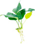 Generic Java Fern and Anubias Aquarium Plant Bundle - Live Freshwater Plants for Aquascaping, Low Maintenance, Easy