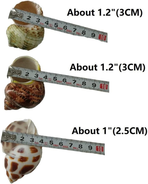 3 PCS Natural Hermit Crab Shells - 2~2.7 Inch with Opening Size 1~1.3 Inch Supplies