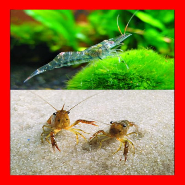 Generic Live Freshwater Ghost Shrimp & Small Crayfish Combo Feeder Shrimp, Live Crawfish,