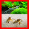 Generic Live Freshwater Ghost Shrimp & Small Crayfish Combo Feeder Shrimp, Live Crawfish,