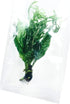 3X Marcus Fish Tanks Java Fern Windelov Microsorum pteropus Lace Java Fern Live Aquarium Plant Planted Tank Beginner