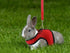 Hypeety Bunny Kitten Harness No Pull Cat Leash Adjustable Soft Vest for Small Animal (RED, S)