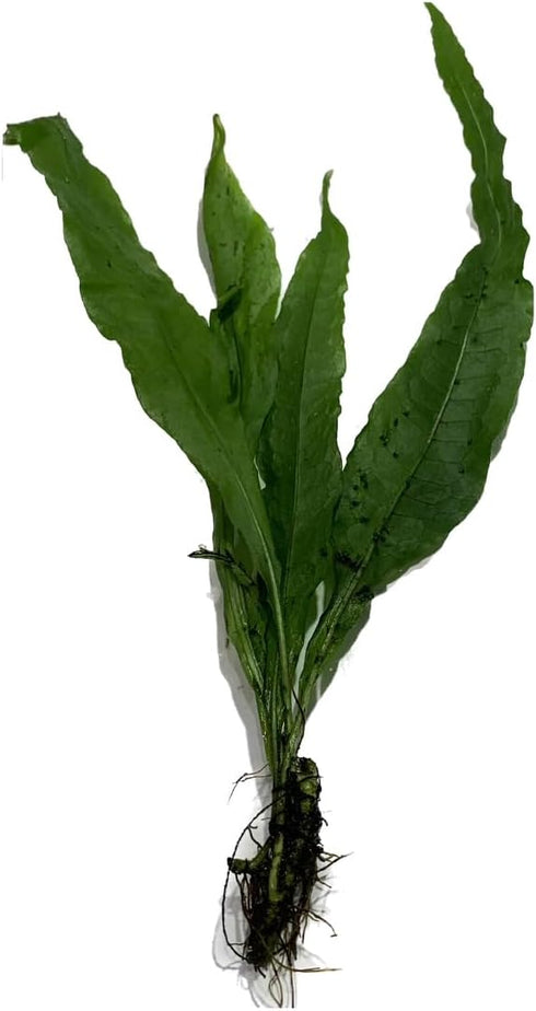 2 1 Marcus Fish Tanks Java Fern Microsorum Pteropus Easy Live Aquarium Plant Buy GET