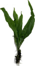2 1 Marcus Fish Tanks Java Fern Microsorum Pteropus Easy Live Aquarium Plant Buy GET