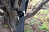 Hammock Bliss Deluxe Cinching Tree Straps, Heavy Duty Extra Long Adjustable Tree Straps, Set of 2 for Camping Hammock