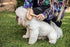 Natural Bamboo Deshedding Slicker Brush for Short and Long Haired Dogs Cats - Gentle Easy Grooming