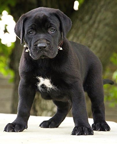 Bestia Spiky Collar with Blunt Screw Tips - Suitable for Small Dog Breeds or Puppies, 1" Wide