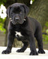 Bestia Spiky Collar with Blunt Screw Tips - Suitable for Small Dog Breeds or Puppies, 1" Wide