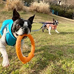 LaRoo Dog Training Ring - Outdoor Fitness Floatable Pulling Toy and Flying Disc for Small Dogs