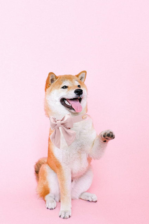 Unique Style Paws Silk Pink Dog Collar, Adjustable Durable Collar with Bow for Small Puppy and Cats