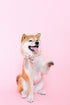 Unique Style Paws Silk Pink Dog Collar, Adjustable Durable Collar with Bow for Medium Dogs