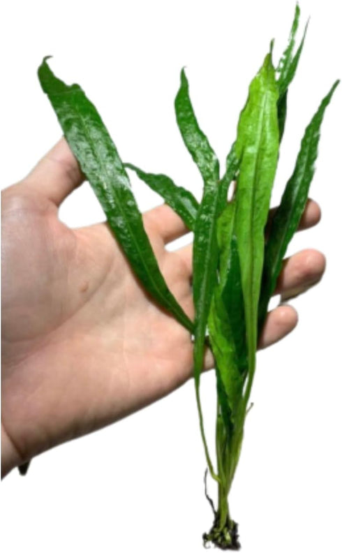 2 1 Marcus Fish Tanks Java Fern Microsorum Pteropus Easy Live Aquarium Plant Buy GET
