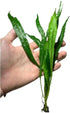 2 1 Marcus Fish Tanks Java Fern Microsorum Pteropus Easy Live Aquarium Plant Buy GET