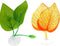 2PCS Betta Fish Tank Decorations, Leaf Hammock Spawning Pad for Aquatic Plant Aquariums.