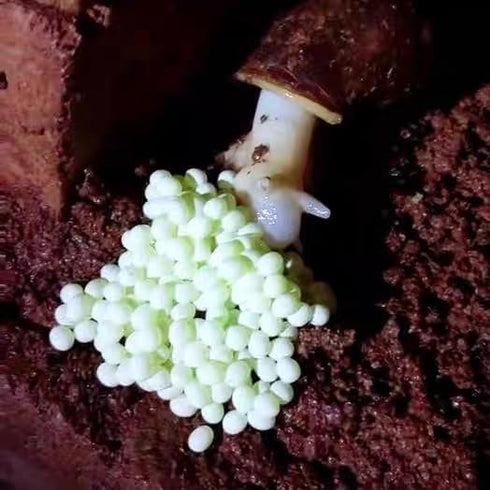 Generic 20- 50g Snail Egg Incubation Kit + Snail Feed